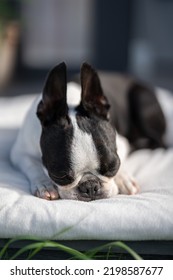 Boston Terrier Chilling At Home