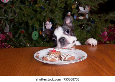 A Boston Terrier Dog With Its Chin On A Plate Of Christmas Cookies.