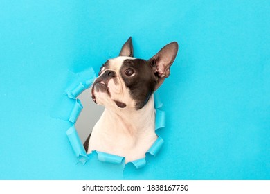 A Boston Terrier dog climbs out through a hole in the blue paper and looks up at the top. Creative. Minimalism. Funny dog's life.