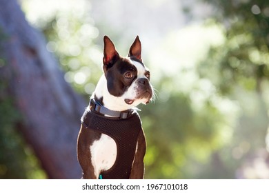 A Boston Terrier Dog Close Up Of The Face. In The Forest With A Green Background. Wearing A Harness