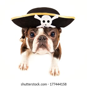 boston terrier dog dressed as a pirate for halloween