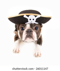 boston terrier dog dressed as a pirate