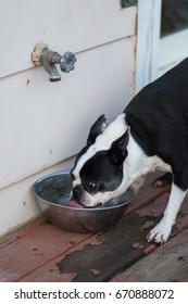 Boston Terrier Dog Drinking Eating