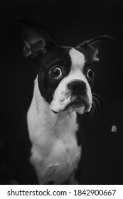 A Boston Terrier Dog Eating His Food