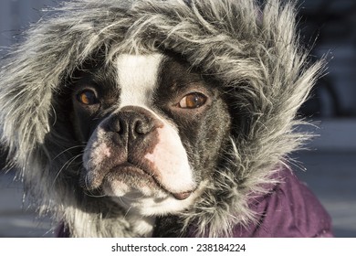 Boston Terrier Dog in Fur Hood
