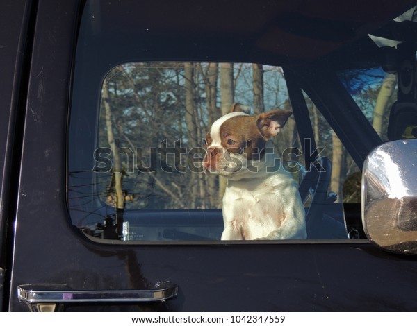 Boston Terrier dog inside a car looking out the\
window waiting for owner to\
return