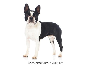 Boston Terrier Dog Isolated On White