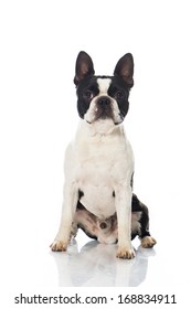 Boston Terrier Dog Isolated On White