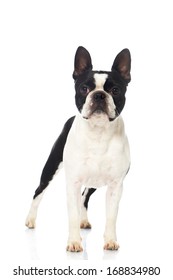 Boston Terrier Dog Isolated On White