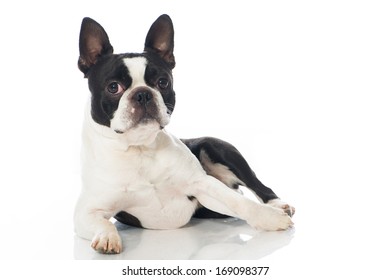 Boston Terrier Dog Isolated On White