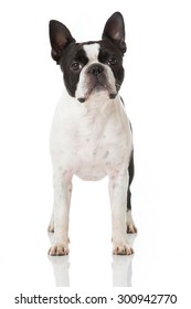 Boston Terrier Dog Isolated On White