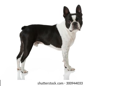 Boston Terrier Dog Isolated On White