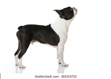 Boston Terrier Dog Isolated On White