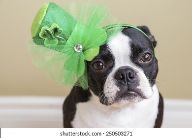 Boston Terrier Dog In Leprechaun Hat