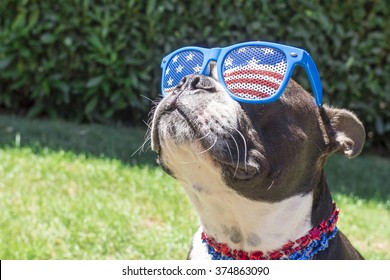 Boston Terrier Dog Looking Cute in Stars and Stripes Flag Sunglasses