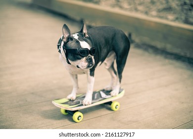 Boston Terrier dog rides a long board, goes very fast with speed on a skateboard in sunglasses on a summer vacation near the beach with pleasure in summer.