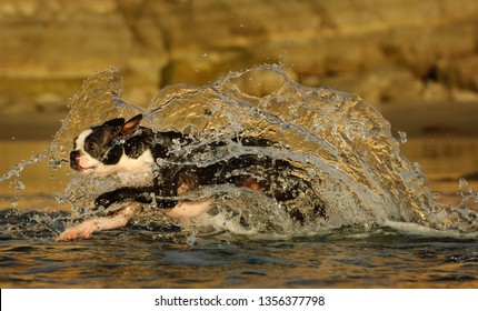 Boston Terrier dog running and splashing through water making huge splash - Shutterstock ID 1356377798