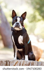 A Boston Terrier Dog Sitting On A Log In A Forest. He Is Wearing A Harness.