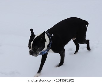 Boston Terrier Dog In Snow