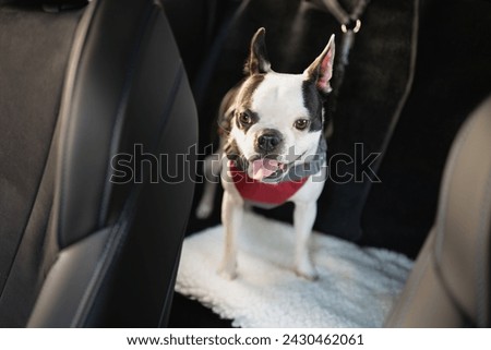 Boston Terrier dog standing on the back seat of a car. Her tongue is out slightly. She is wearing a harness and is hooked on safely.