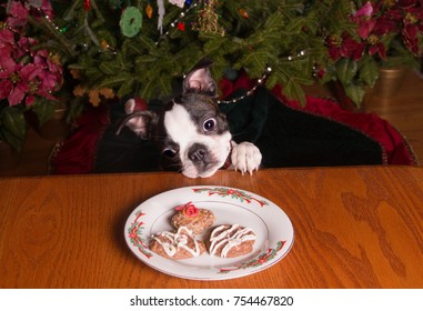 A Boston Terrier Dog Trying To Get Christmas Cookies On A Table.