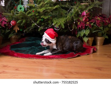 A Boston Terrier Dog Under A Christmas Tree Wearing A Santa Hat.