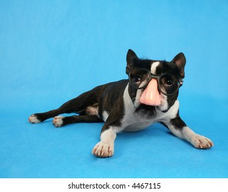 A Boston Terrier Dressed Up As Groucho Marx