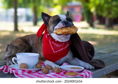 Boston Terrier  Dressed Like A Cowboy Eating Breakfast Like A Man . He  Eating Croissants Drinking Tea