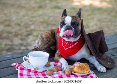 Boston Terrier Dressed Like A Cowboy Eating Breakfast Like A Man . He  Eating Croissants Drinking Tea