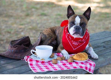 Boston Terrier  Dressed Like A Cowboy Eating Breakfast Like A Man . He  Eating Croissants Drinking Tea