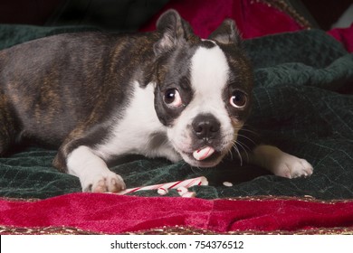 A Boston Terrier Eating A Christmas Candy Cane.