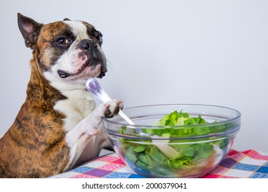 Boston Terrier Eats Salad With Fork,  For 
Healthy Eating 