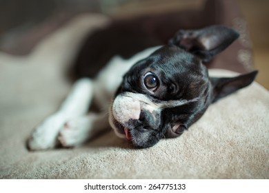 Boston Terrier Fina relaxing on her Doggy Bed