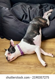 Boston Terrier Half In And Half Out Of A Large Black Dog Bed. She Has Her Head On The Wooden Floor On A Hot Day. 