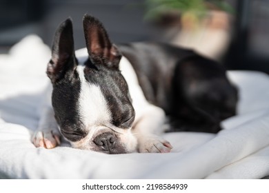 Boston Terrier At Home Chilling