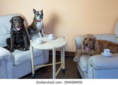 Boston Terrier,  Labrador And Cocker Spaniel In The Hall On Armchairs Drinking Tea Like People, Humorous Photo