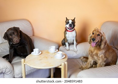 Boston Terrier,  Labrador And Cocker Spaniel In The Hall On Armchairs Drinking Tea Like People, Humorous Photo