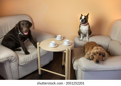 Boston Terrier,  Labrador And Cocker Spaniel In The Hall On Armchairs Drinking Tea Like People, Humorous Photo