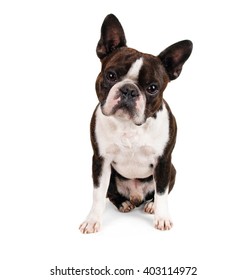 Boston Terrier Looking Camera Studio Isolated Stock Photo 403114972 ...