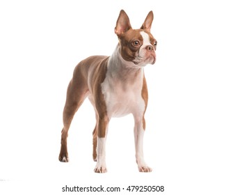 Boston Terrier On Solid White Background