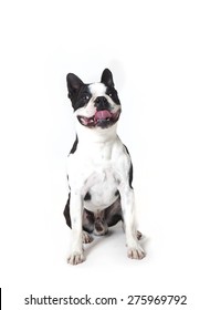 Boston Terrier On White Background Smiling , Boston Terrier Smiling