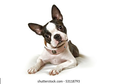 Boston Terrier On A White Background