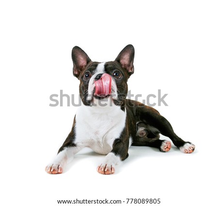 a boston terrier on an white background background licking his nose with a big pink tongue 
