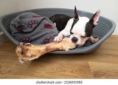 Boston Terrier One Year Old Puppy Holding And Chewing A Very Large Ostrich Bone. The Dog Is Lying In A Plastic Dog Bed With A Cushion.