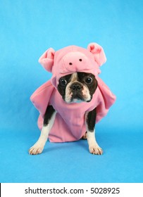 A Boston Terrier In A Pig Costume