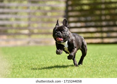 Boston Terrier playing in a dog run