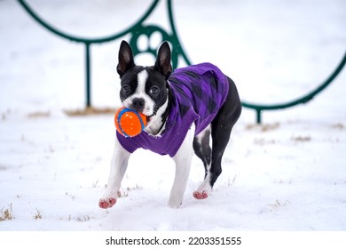 Boston Terrier Playing In The Snow