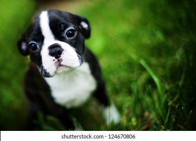 Boston Terrier Puppy