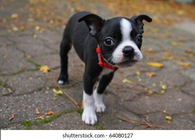 Boston Terrier Puppy