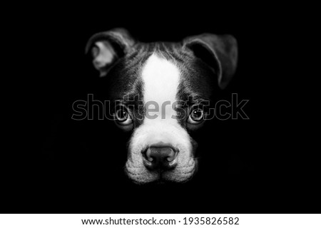 Boston terrier puppy 4 months old 
